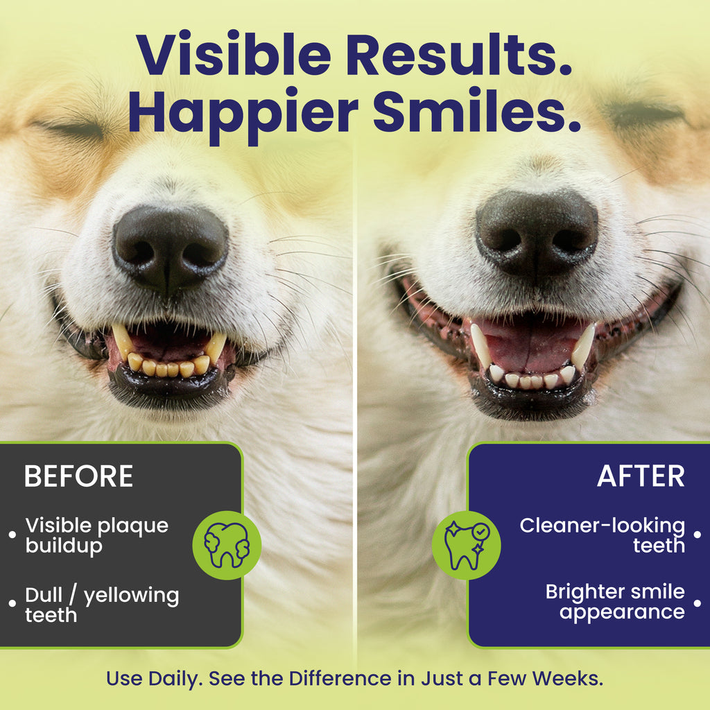 Before and after results showing cleaner teeth and reduced plaque after using LabK9 Dental Powder
